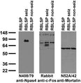 Immunoblot against crude brain low-speed pellets from untreated adult rats (RBLSP), adult rats treated with kainic acid to induce seizures (RBLSP seiz) and adult rats treated with saline (RBLSP non-seiz) probed with N408/79 (left) and N52A/42 (right) TC supe and with Rabbit anti-c-Fos (middle).