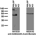 Immunoblot against crude low-speed pellet fractions from adult rat brain (RBLSP) and wild-type (WT) and GABA-A-R- Alpha5 knockout (KO) mouse brains probed with N415/24 (left) and N52A/42 (right) TC supe. Mouse brains courtesy of Uwe Rudolph (Harvard Medical School).