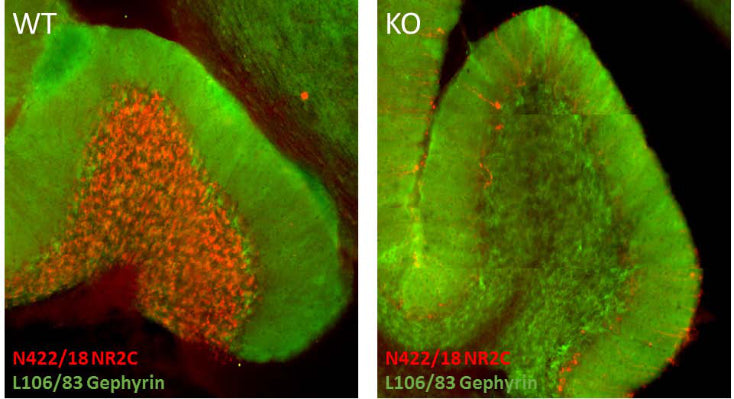 Immunofluorescence staining of sections from adult GluN2C/NR2C wild-type (WT) and knockout (KO) mouse cerebellum with N422/18 (GluN2C/NR2C, red) and L106/83 (Gephyrin, green) TC supe. Tissue courtesy of Sharon Swanger and Stephen Traynelis (Emory).