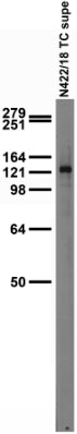 Adult rat brain membrane immunoblot.