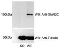 Immunoblot versus crude membrane fractions from GluN2C/NR2C knockout (KO) and wild-type (WT) mouse cerebella probed with N422/18 (top) and tubulin (bottom). Data courtesy of Bo-Shiun Chen (Augusta University) and reproduced with permission from Scientific Reports (2016 Chung et al, PMID 27845401).