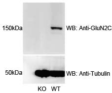 Immunoblot versus crude membrane fractions from GluN2C/NR2C knockout (KO) and wild-type (WT) mouse cerebella probed with N422/18 (top) and tubulin (bottom). Data courtesy of Bo-Shiun Chen (Augusta University) and reproduced with permission from Scientific Reports (2016 Chung et al, PMID 27845401).
