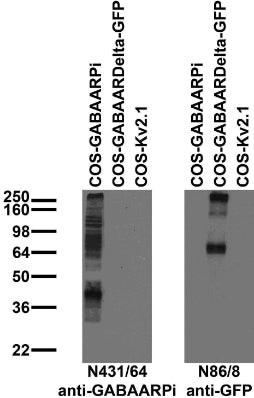 Immunoblot against extracts of COS cells transiently transfected with untagged GABAARPi, GFP-tagged GABAARDelta or untagged Kv2.1 plasmid probed with N431/64 (left) or N86/8 (right) TC supe.