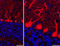 Array tomography immunofluorescence of Lowicryl-embedded sections from adult mouse cerebellum with L109/57 (red) and DAPI (blue). Left panel is a single 70 nm section imaged with a 20X objective, with a scale bar of 50 µm. Right panel is a MAX projection of 10 serial 70 nm sections imaged with a 63X objective, with a scale bar of 20 µm. Images courtesy of Kristina Micheva (Stanford).