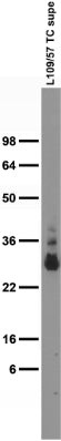 Adult rat brain membrane immunoblot.