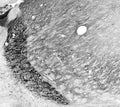 Adult rat thalamus immunohistochemistry.