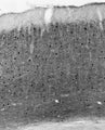 Adult rat somatosensory cortex immunohistochemistry.