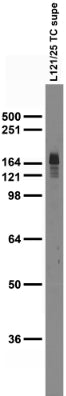 Adult rat brain membrane immunoblot.