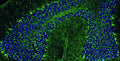 Immunohistochemistry for detection of PSD-95 in adult rat cerebellum using Anti-PSD-95 Recombinant Chimeric Guinea Pig Monoclonal antibody [K28/43] (Cat No. 74-028). Tissue was fixed with 4% paraformaldehyde and paraffin embedded. Heat induced antigen retrieval was performed using citrate buffer (Cat No. AR-6544) and then blocked with Immuno Protein Blocking Solution with Goat Serum (Cat No. AR-6591). The anti-PSD-95 antibody (Cat No. 74-028) was incubated with the sample at a dilution of 1:250 at 4C overnight. After washing with PBST, the sections were stained using goat anti-guinea pig 488 secondary antibody (green). DAPI nuclear stain (blue) shows cell nuclei. Anti-PSD-95 specifically stains the excitatory synapses in the granular layer of the cerebellum.​ 