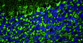 Immunohistochemistry for detection of PSD-95 in adult rat cerebellum using Anti-PSD-95 Recombinant Chimeric Guinea Pig Monoclonal antibody [K28/43] (Cat No. 74-028). Tissue was fixed with 4% paraformaldehyde and paraffin embedded. Heat induced antigen retrieval was performed using citrate buffer (Cat No. AR-6544) and then blocked with Immuno Protein Blocking Solution with Goat Serum (Cat No. AR-6591). The anti-PSD-95 antibody (Cat No. 74-028) was incubated with the sample at a dilution of 1:250 at 4C overnight. After washing with PBST, the sections were stained using goat anti-guinea pig 488 secondary antibody (green). DAPI nuclear stain (blue) shows cell nuclei. Anti-PSD-95 specifically stains the excitatory synapses in the granular layer of the cerebellum.​ 