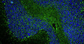 Immunohistochemistry for detection of PSD-95 in adult rat cerebellum using Anti-PSD-95 Recombinant Chimeric Guinea Pig Monoclonal antibody [K28/43] (Cat No. 74-028). Tissue was fixed with 4% paraformaldehyde and paraffin embedded. Heat induced antigen retrieval was performed using citrate buffer (Cat No. AR-6544) and then blocked with Immuno Protein Blocking Solution with Goat Serum (Cat No. AR-6591). The anti-PSD-95 antibody (Cat No. 74-028) was incubated with the sample at a dilution of 1:250 at 4C overnight. After washing with PBST, the sections were stained using goat anti-guinea pig 488 secondary antibody (green). DAPI nuclear stain (blue) shows cell nuclei. Anti-PSD-95 specifically stains the excitatory synapses in the granular layer of the cerebellum.​ 