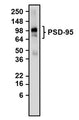 Western blot detection of PSD-95 using Anti-PSD-95 Recombinant Chimeric Guinea Pig Monoclonal antibody [K28/43] (Cat No. 74-028). 10-20% Tris-Glycine Gel was loaded with rat brain membrane fraction. Proteins were transferred to PVDF membrane and blocked with 5% non-fat milk powder. Anti-PSD-95 antibody was incubated with sample at a concentration of 1 ug/ml and then detected via chemiluminescence (40 sec) using a Goat Anti-Guinea Pig H+L, HRP conjugated secondary antibody. Anti-PSD-95 recognizes endogenous PSD-95 in the rat brain membrane fraction at the expected molecular weight of ~95-110 kDa. 