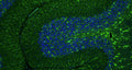 Immunohistochemistry for detection of GFAP in adult rat cerebellum using Anti-GFAP Recombinant Chimeric Guinea Pig Monoclonal antibody [N206A/8] (Cat No. 74-240). Tissue was fixed with 4% paraformaldehyde and paraffin embedded. Heat induced antigen retrieval was performed using citrate buffer (Cat No. AR-6544) and then blocked with Immuno Protein Blocking Solution with Goat Serum (Cat No. AR-6591). The anti-GFAP antibody (Cat No. 74-240) was incubated with the sample at a dilution of 1:250 at 4C overnight. After washing with PBST, the sections were stained using goat anti-guinea pig 488 secondary antibody (green). DAPI nuclear stain (blue) shows cell nuclei. Anti-GFAP specifically stains the astrocytes in the rat brain cerebellum.​ 