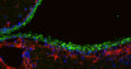 Immunohistochemistry for detection of Arl13b in adult rat brain lateral ventricle region using anti-Arl13b Recombinant Chimeric Guinea Pig Monoclonal antibody [N295B/66] (Cat No. 74-287) and co-stained with anti-GFAP Recombinant Chicken Monoclonal antibody [N206A/8] (Cat No. 78-240). Tissue was fixed with 4% paraformaldehyde and paraffin embedded. Heat induced antigen retrieval was performed using citrate buffer (Cat No. AR-6544) and then blocked with Immuno Protein Blocking Solution with Goat Serum (Cat No. AR-6591). The anti-Arl13b guinea pig antibody (Cat No. 74-240, 1:100) and anti-GFAP chicken antibody (Cat No. 78-240, 1:500) were incubated with the sample at 4C overnight. After washing with PBST, the sections were stained using goat anti-guinea pig 488 (green) and goat anti-chicken IgY CF594 (red) secondary antibodies. DAPI nuclear stain (blue) shows cell nuclei. Anti-Arl13b specifically stains the ciliated cells surrounding the lateral ventricle.​ 