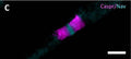 Immunofluorescence staining of the nodes of Ranvier analyzing hemiparanodal (Caspr1, cat. 75-001, 1:100; magenta) and nodal (pan-Nav, cyan) length. Image from publication CC-BY-4.0. PMID: 37388725