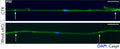 Immunofluorescence of teased fibers labeled for the paranodal protein CASPR (Cat. 75-001, 1:500; green, arrows) and nuclei (in blue). Image from publication CC-BY-4.0. PMID:37315917