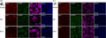 Immunolabelling of type I HC (Spp1 + and CASPR1+ (Cat. 75-001, 1:400)), type II HC (Calre +), or all HC (Myo7a) for the SHAM, IDPN W6 and IDPN W12 mouse groups