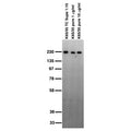 Adult rat brain membrane immunoblot.