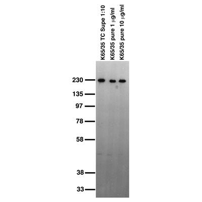 Adult rat brain membrane immunoblot.