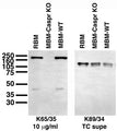 Immunoblot on adult rat brain membrane (RBM), and adult mouse brain membranes (MBM) from Caspr knockout (Caspr KO) and wild-type (WT) mice. Caspr KO sample courtesy of Drs. Ido Horresh and Ori Peles, The Weizmann Institute of Science.