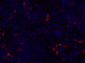 Immunolabeling of permeabilized HEK293 cells specifically labeling intracellular Kv1.2 (Cat. 75-008, 1:200, red) and DAPI labelling DNA (blue). Images kindly provided by Ivan Talucci and Maric Hans, Rudolf Virchow Center for