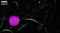 Immunolabeling of postnatal 14 mouse CA3 (Axonal Initial Segment, Parvalbumin positive interneuron) labeling Kv1.2 (75-008, 1:200, yellow) Parvalbumin (magenta), and Ankyrin G (cyan). Mice were transcardially perfused with cold 4% PFA in PBS, then brain removed and postfixed overnight. 50 uM slices as floating sections, antigen retrieval performed with sodium citrate at 80 C for 30 min. before immunolabeling. Images from J. Ramirez-Franco and O. El Far, Aix-Marseille Université and INSERM.