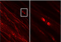 Immunolabeling of permeabilized mouse teased fibers, where in red is the juxta-paranodal staining for Kv1.2 (Cat. 75-008, 1:200, red). Murine sciatic nerves were dissected from hind limbs, fixed in 4% paraformaldehyde, and washed in PBS. The epineurium