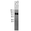 Adult rat brain membrane immunoblot.