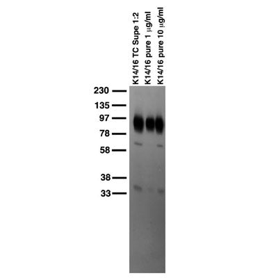 Adult rat brain membrane immunoblot.