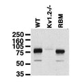Immunoblot on brain membranes from wild-type (WT) and Kv1.2 knockout (Kv1.2-/-) mice and from adult rat brain (RBM).