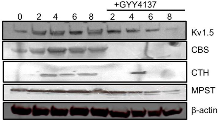 Representative western blots for native IKur/Kv1.5, and H2S producing enzymes CBS, CTH and MPST at different pacing time periods (2–8 hr) in the absence of GYY4137 (a H2S donor) or with incubation with GYY4137 (horizontal line), compared to control unstimulated conditions (0 h) in HL-1 cells. β-actin was used as loading control in all western blots. Image from publication CC-BY-4.0. PMID:37336943
