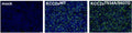 Immunocytochemistry was used to monitor the transfection rate of KCC2 (Cat. 75-013, 1:1000; green) and cell staining by DAPI (blue) in HEK293 cells transiently transfected with KCC2aWT or KCC2a Thr934Ala/Ser937Asp. Image from