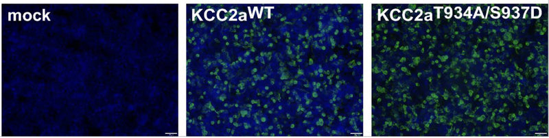 Immunocytochemistry was used to monitor the transfection rate of KCC2 (cat. 75-013, 1:1000; green) and cell staining by DAPI (blue) in HEK293 cells transiently transfected with KCC2aWT or KCC2a Thr934Ala/Ser937Asp. Image from publication CC-BY-4.0. PMID:38066086