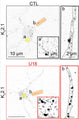 Representative super-resolution Airyscan images taken at a focal plane near the PM of CTL (black) and U18-treated (red) neurons fixed and immunolabeled for KV2.1 (Cat. 75-014). Image from publication CC-BY-4.0. PMID:37507375