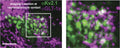 Image of cultured hippocampal cells immune-labeled with antibodies specific for Kv2.1 (Cat. 75-014, 1:400; green) and GLT-1 showing a pyramidal cell with a portion of the basal surface in contact with a GLT-1a