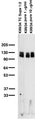 Adult rat brain membrane immunoblot.