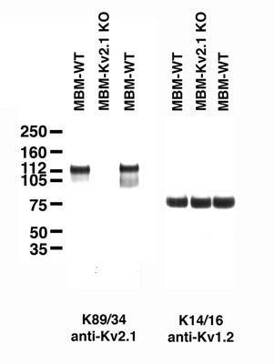 Immunoblot on adult mouse brain membranes from two wild-type mice (MBM-WT) and one Kv2.1 knockout (MBM-Kv2.1-KO) mouse. Samples courtesy of Dr. Jeanne Nerbonne, Washington University School of Medicine.