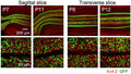 Confocal images of mouse cerebellar sagittal (left) or transverse (right) slices stained with a Kv4.2 antibody (Cat. 75-016; red). AAV-GABRα6-GFP (green) was injected on the indicated postnatal days. Image from publication CC-BY-4.0. PMID:37095324
