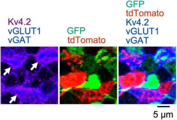 Confocal images showing tdT- (red) and GFP-positive GC dendrites (green) included in glomeruli, which are visualized by staining with three antibodies, Kv4.2 (cat. 75-016; purple in left panels or blue in right panels), vGLUT1 (blue), and vGAT (blue). Glomeruli are shown with arrows. Image from publication CC-BY-4.0. PMID:37095324