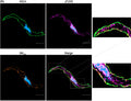 Representative mid-cell section of a mesenteric artery smooth muscle cell stained for wheat germ agglutinin (WGA, green), (P)RR (purple), and BKCa channel (Cat. 75-022, 1:100; orange). Nucleus is stained with DAPI and shown in blue. Image from publication CC-BY-4.0. PMID:37994700