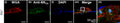 Drosophila cardiac tubes labeled with anti‐BKCa (Cat. 75-022, 1:100) and WGA isolated from slo mutant flies. (j) Cardiac tube labeled with WGA. (k) Cardiac tube labeled with anti‐BKCa