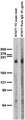 Adult rat brain membrane immunoblot.