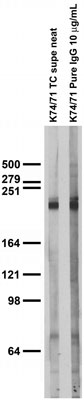 Adult rat brain membrane immunoblot.