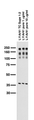 Adult rat brain membrane immunoblot.