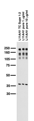 Adult rat brain membrane immunoblot.