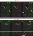 Effects of Ank2 cKO on the localization of Kv7.3 at excitatory and inhibitory synapses in cultured mouse cortical neurons (DIV 17). Note that the colocalization, determined by colocalized areas, between Kv7.3 (green) and PSD-95 (Cat. 75-028, 1:1000; red) (an excitatory synapse marker) is not changed, whereas the mean intensity of Kv7.3 at the colocalized area is
