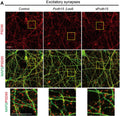 Immunostaining of Cas9-expressing cortical neuronal cultures transduced with mock lentiviral vectors (control, left), lentiviral vectors carrying gRNAs to delete Pcdh15 (Pcdh15 Δex6, middle), and sPcdh15-expressing vectors (sPcdh15, right) with the neuronal markers PSD95 (Cat. 75-028) and MAP2. Upper: PSD95-expressing puncta. Middle: overlay of PSD95 and MAP2. Lower: magnification of middle panel. Image from publication CC-BY-4.0.