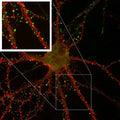 Immunofluorescence staining of cultured rat hippocampal neurons with K28/43 (green) and K57/1 (red, Kv4.2).