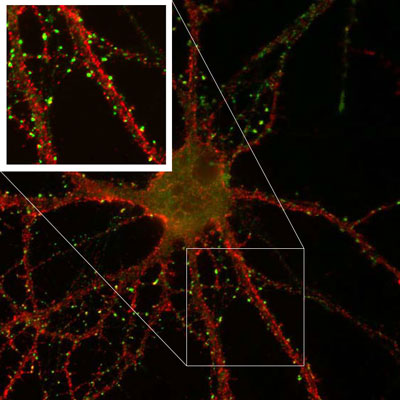 Immunofluorescence staining of cultured rat hippocampal neurons with K28/43 (green) and K57/1 (red, Kv4.2).
