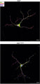 Dissociated hippocampal neurons isolated from P0 Emx1Cre:R26P1 and Emx1Cre;R26P1R203W mice were processed for confocal imaging at DIV18 to detect MAP2 (magenta), HA-tagged PACS1 or PACS1R203W (pseudocolored green), PSD95 (Cat. 75-028, 1:250; pseudocolored red) and DAPI (blue). Image from publication CC-BY-4.0. PMID:37848409